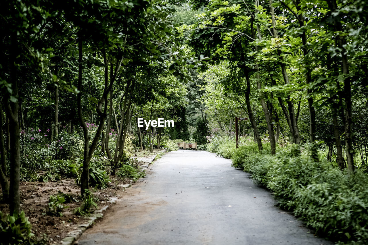 Footpath amidst trees in hantaek botanical garden