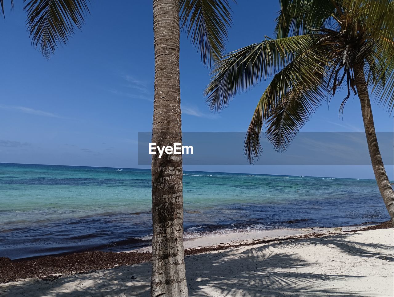 sea, water, beach, palm tree, land, tropical climate, tree, sky, body of water, ocean, nature, beauty in nature, shore, scenics - nature, horizon over water, vacation, tranquility, plant, horizon, coast, tranquil scene, sand, coconut palm tree, tropics, idyllic, no people, travel destinations, day, tropical tree, sunlight, outdoors, tree trunk, trunk, blue, holiday, travel, clear sky, wave, trip, bay, island, coastline
