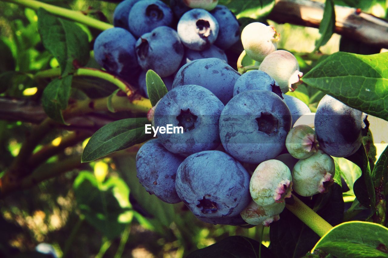 Close-up of black berries on tree