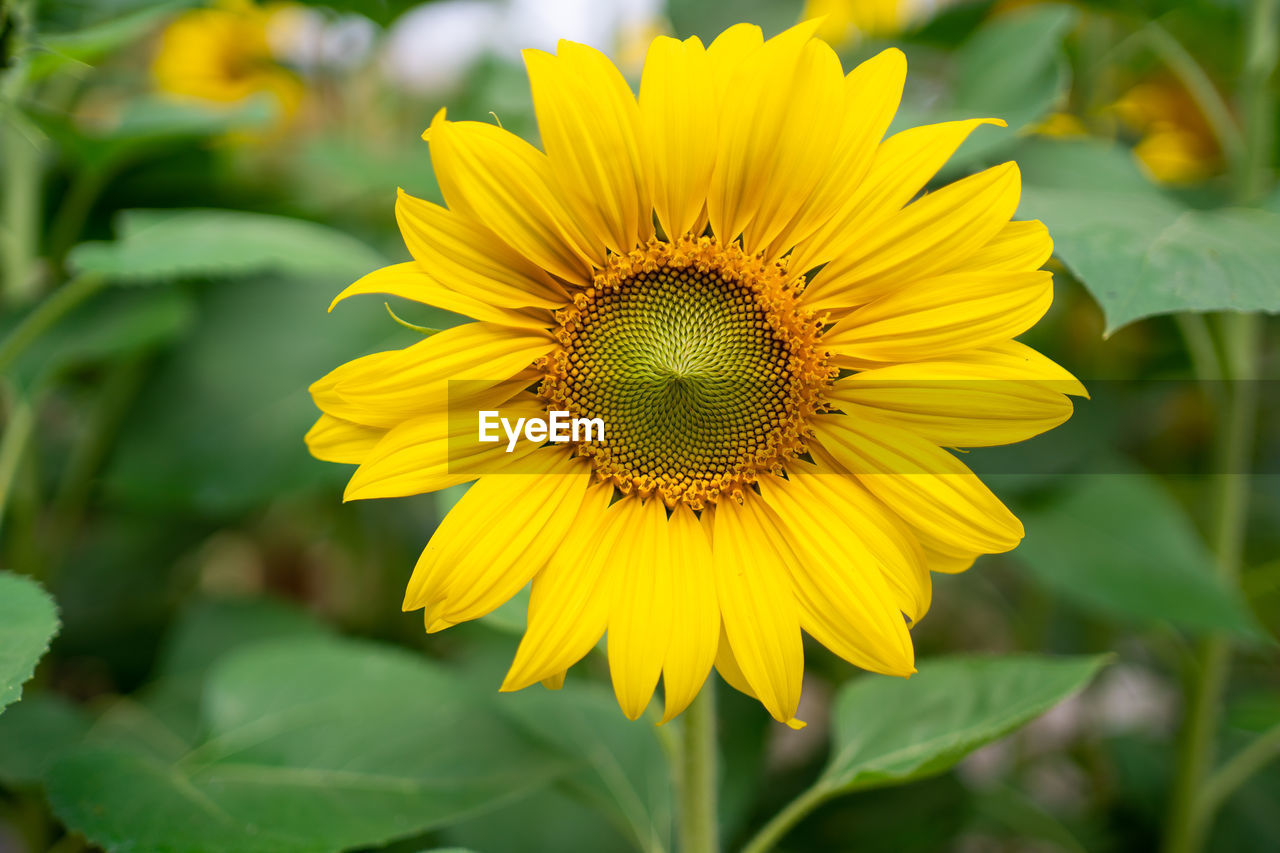 flower, flowering plant, plant, yellow, freshness, beauty in nature, flower head, growth, petal, nature, sunflower, landscape, inflorescence, close-up, rural scene, plant part, leaf, fragility, field, agriculture, summer, land, no people, environment, sky, botany, focus on foreground, vibrant color, outdoors, green, springtime, pollen, farm, crop, blossom, sunlight, travel destinations, day, macro photography, selective focus, multi colored, tranquility, landscaped, travel, scenics - nature, non-urban scene