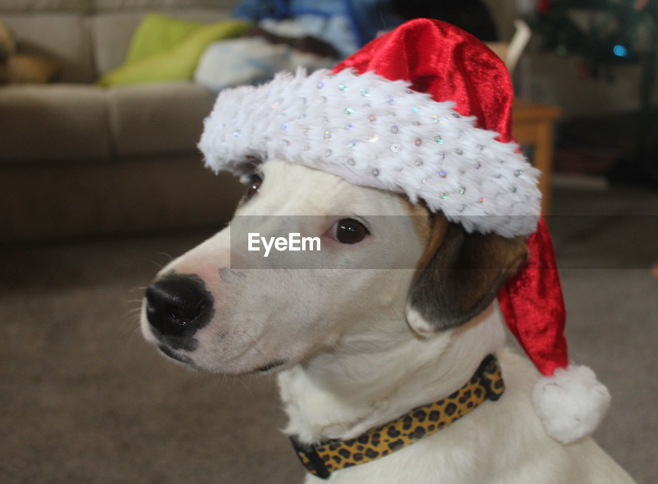 domestic animals, one animal, pet, mammal, canine, dog, animal, animal themes, hat, santa hat, christmas, celebration, pet clothing, clothing, holiday, looking, looking away, focus on foreground, portrait, decoration, no people, cute