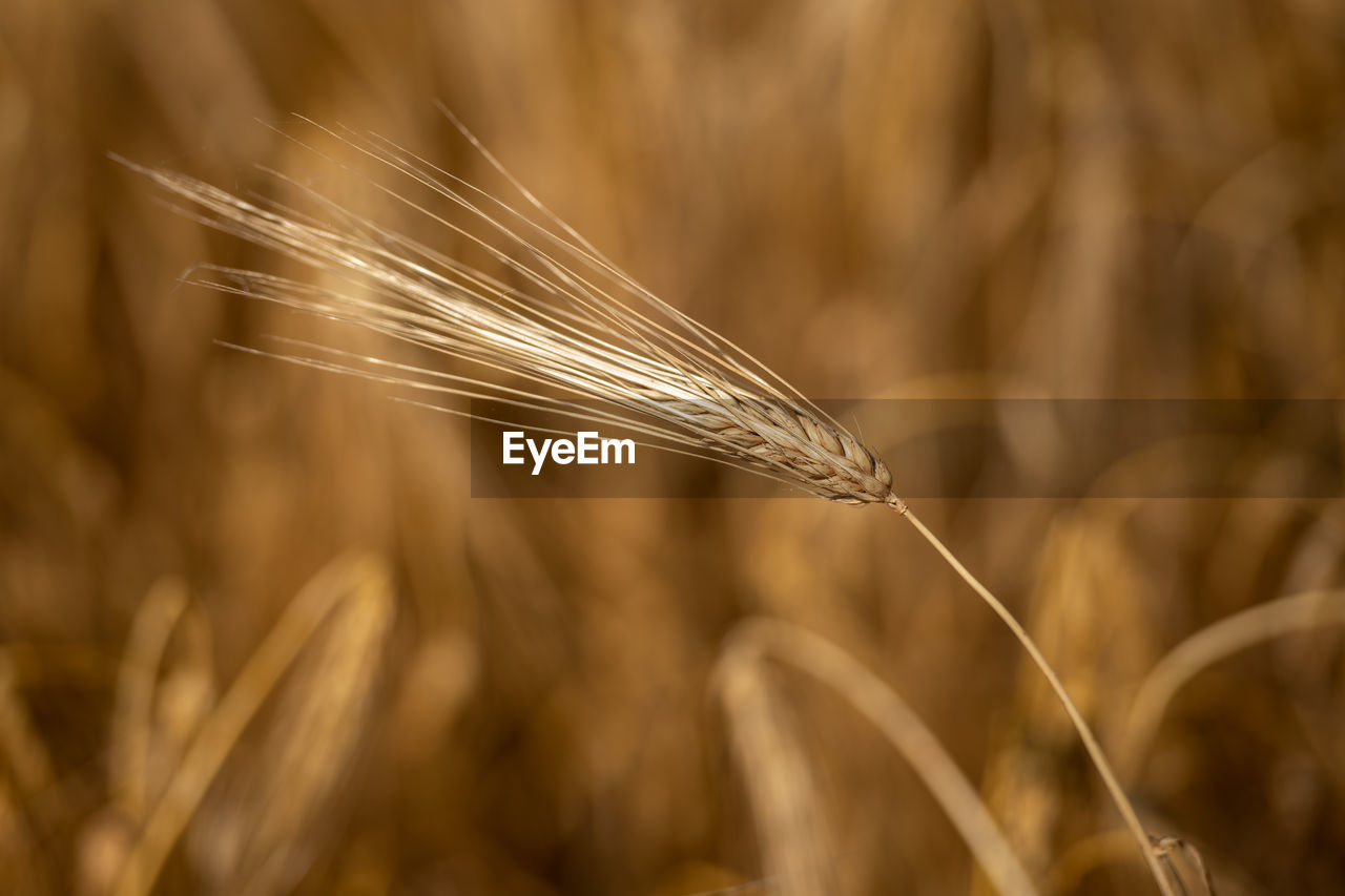 Golden wheat field. rich harvest. ripe wheat ears.