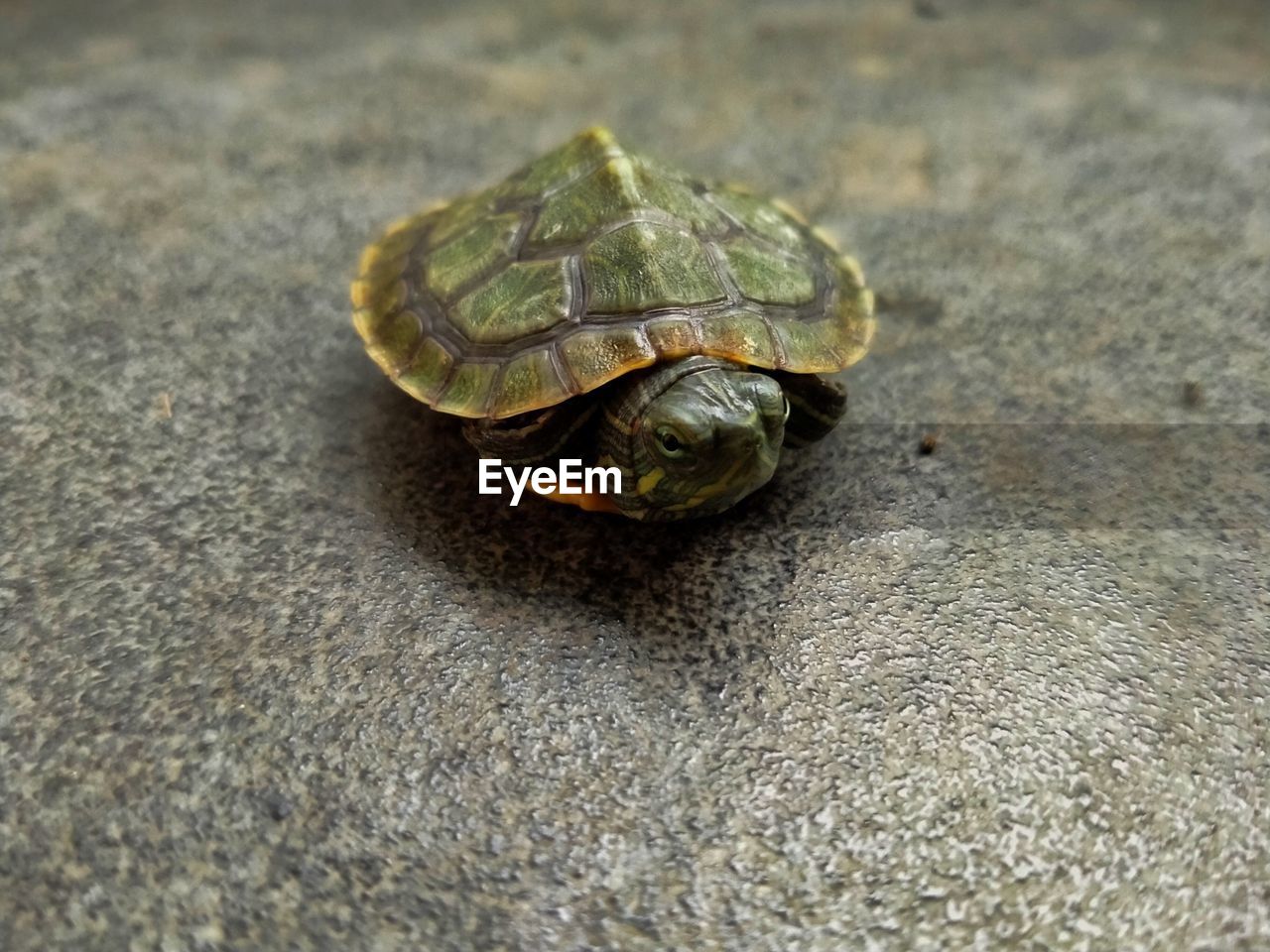 Turtles are very careful with their surroundings