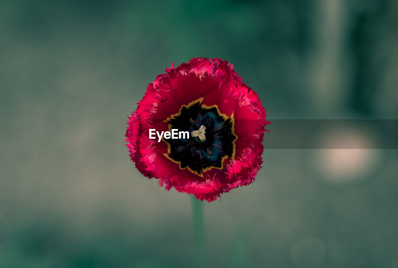 Close-up of red poppy flower