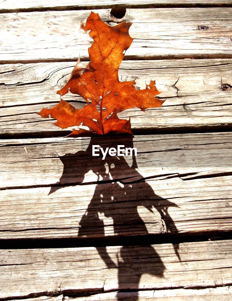 Close-up of autumn leaf stuck on boardwalk
