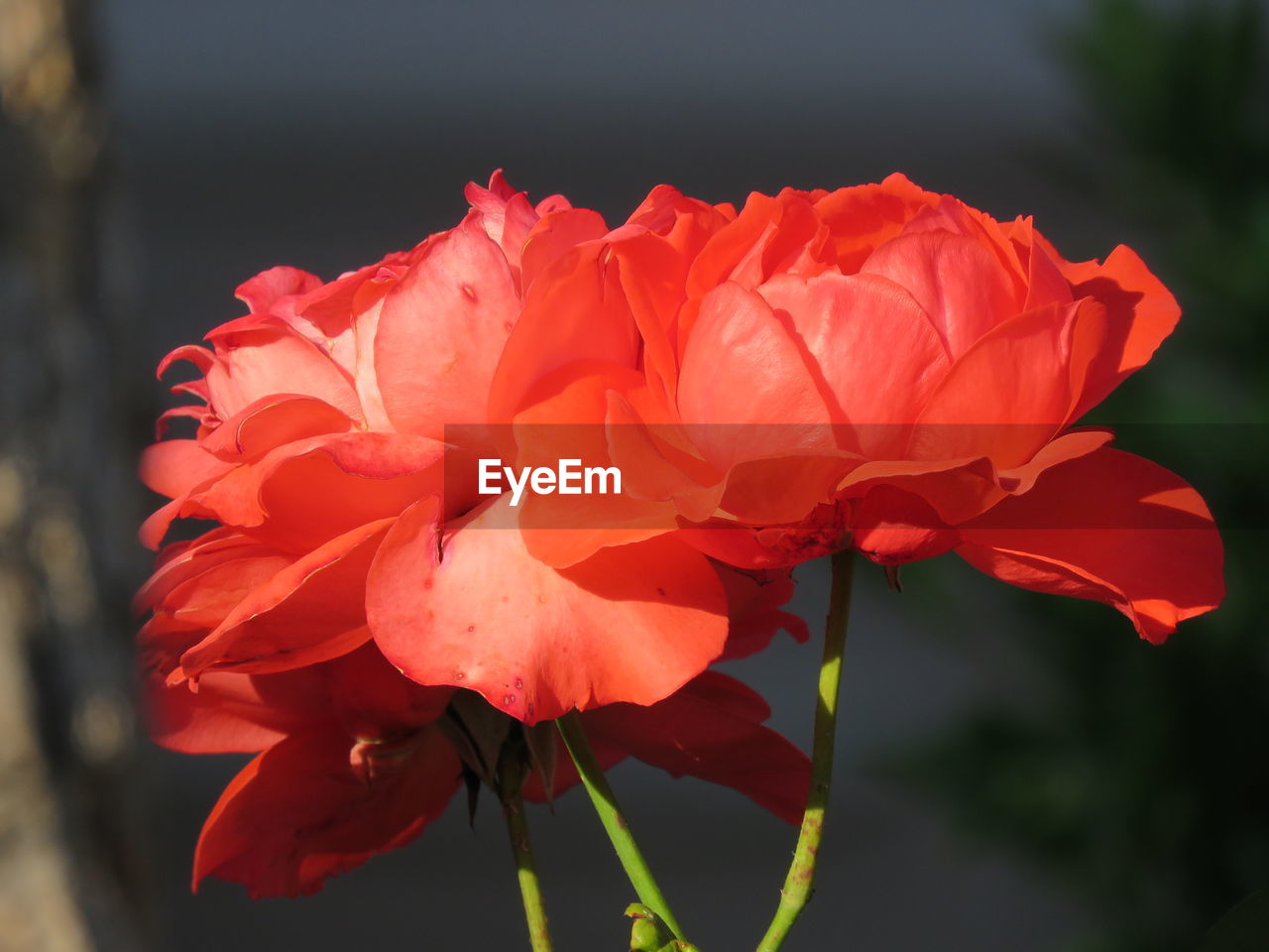 CLOSE-UP OF RED ROSE