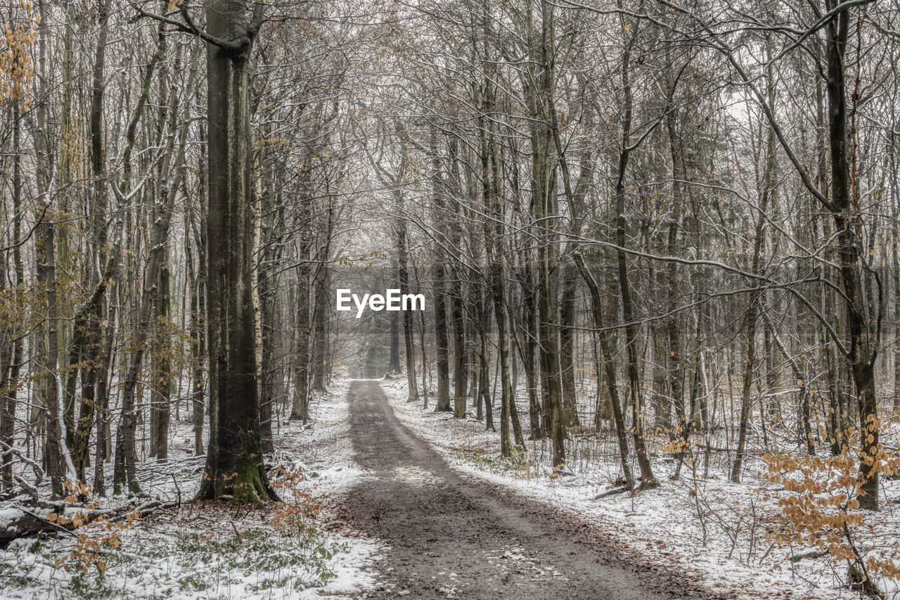 DIRT ROAD AMIDST BARE TREES IN FOREST