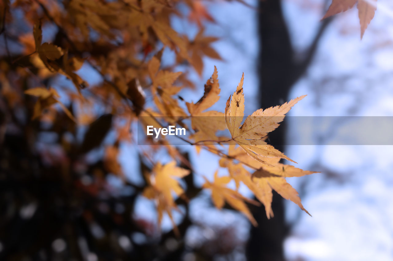 leaf, autumn, plant part, tree, nature, plant, beauty in nature, branch, maple leaf, maple tree, no people, outdoors, close-up, tranquility, sunlight, maple, day, sky, selective focus, orange color, environment, autumn collection, focus on foreground, land, yellow, dry, scenics - nature, winter, fragility, natural condition, leaf vein, forest, low angle view