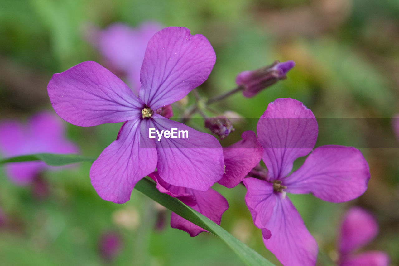 CLOSE-UP OF PURPLE FLOWERING PLANTS