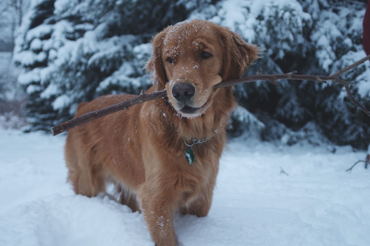 BROWN DOG ON SNOW FIELD