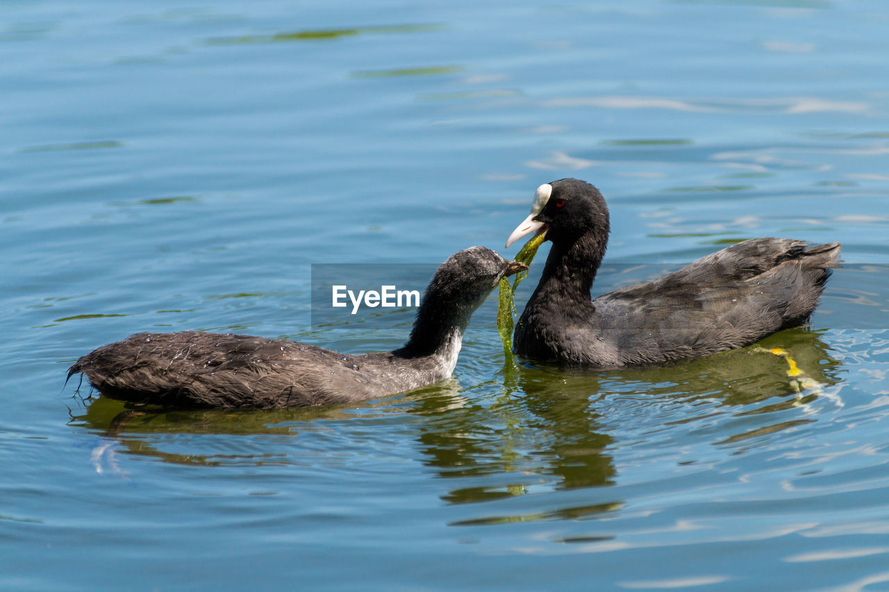 Close-up of coot feeding baby in lake