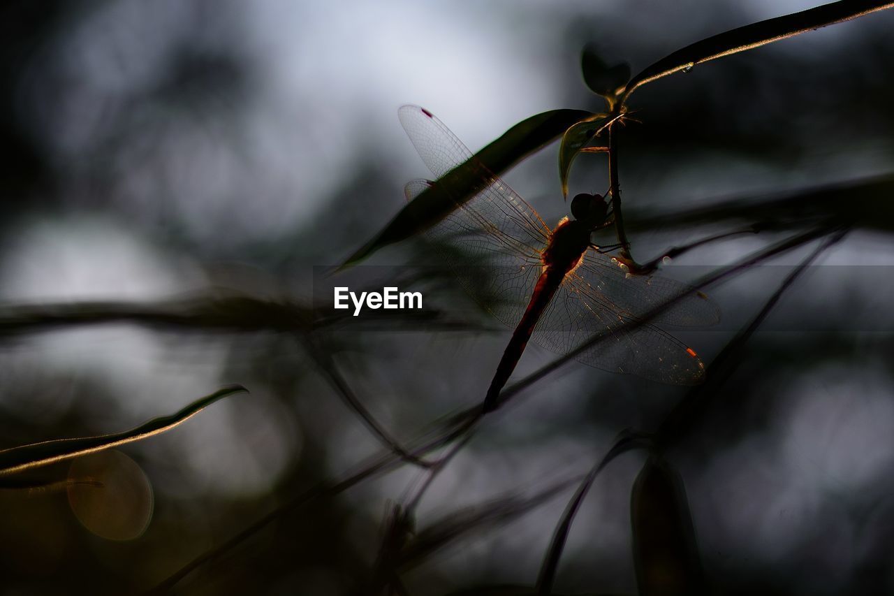 Dragonfly perching on branch