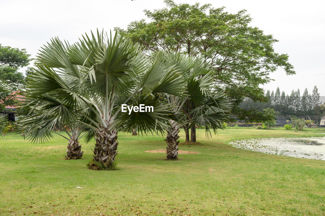 PALM TREES ON FIELD