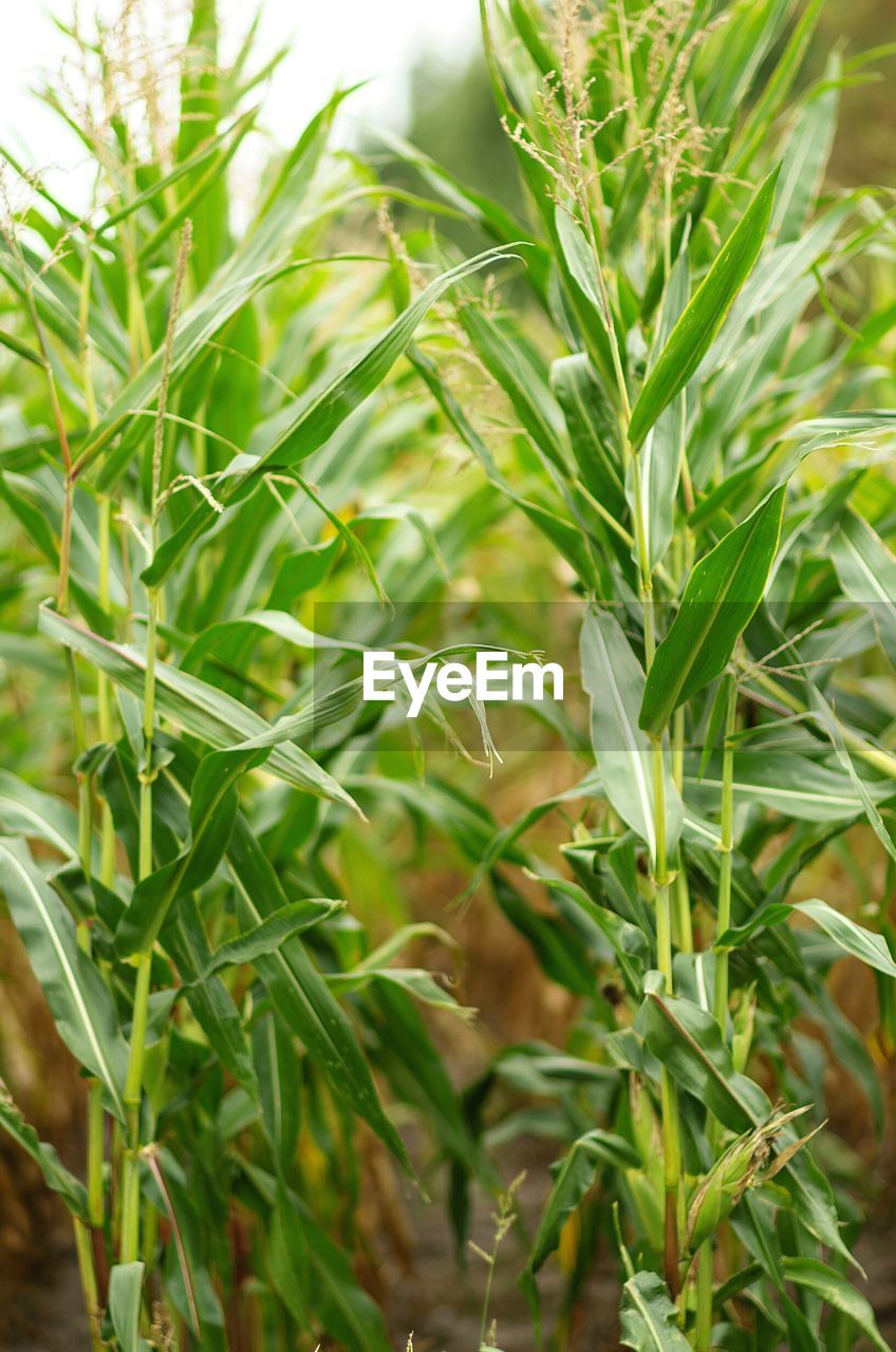 CLOSE-UP OF FRESH GREEN PLANTS