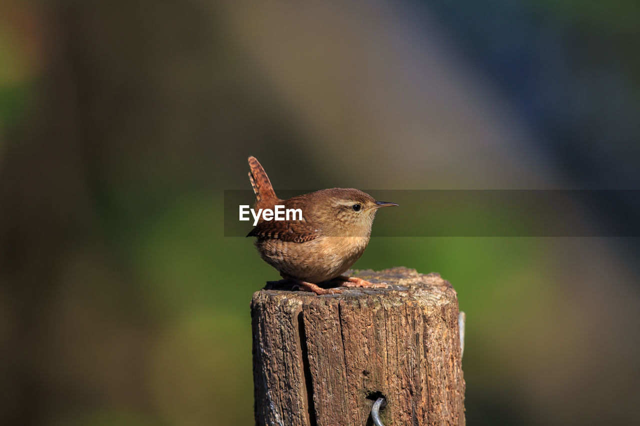 Close-up of bird perching on wooden post