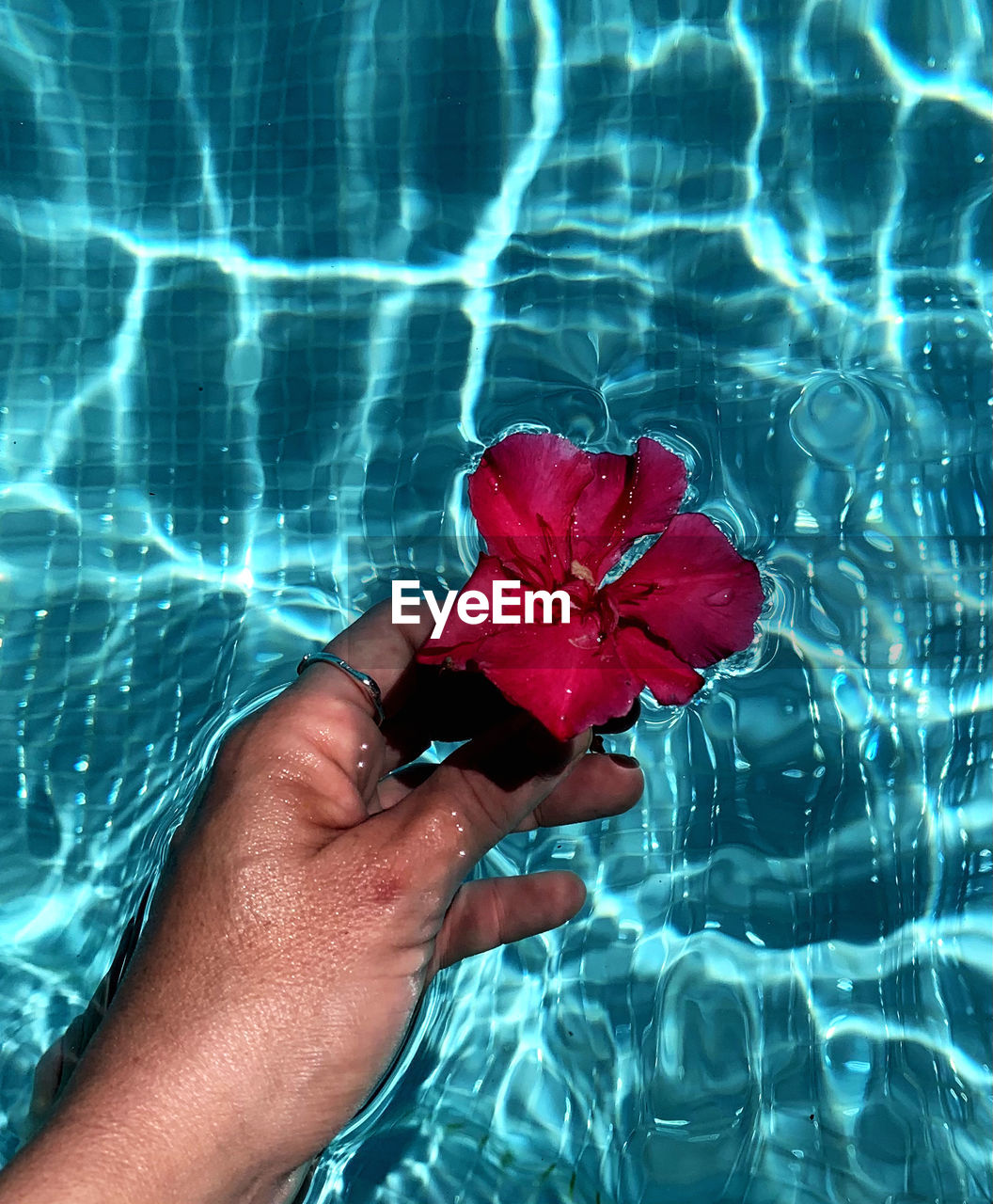 CROPPED IMAGE OF HAND HOLDING RED LEAF IN WATER