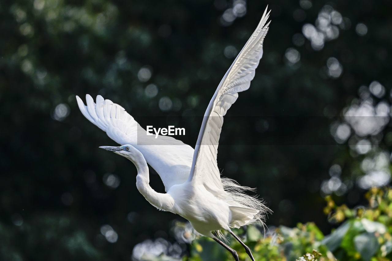 BIRD FLYING IN A SUNLIGHT