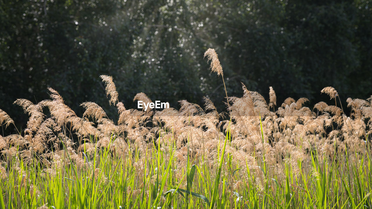 grass, plant, flower, nature, land, prairie, growth, meadow, no people, beauty in nature, natural environment, animal wildlife, grassland, animal, field, landscape, wildlife, animal themes, environment, outdoors, day, wildflower, tranquility, tree, flowering plant, panoramic, bird, green