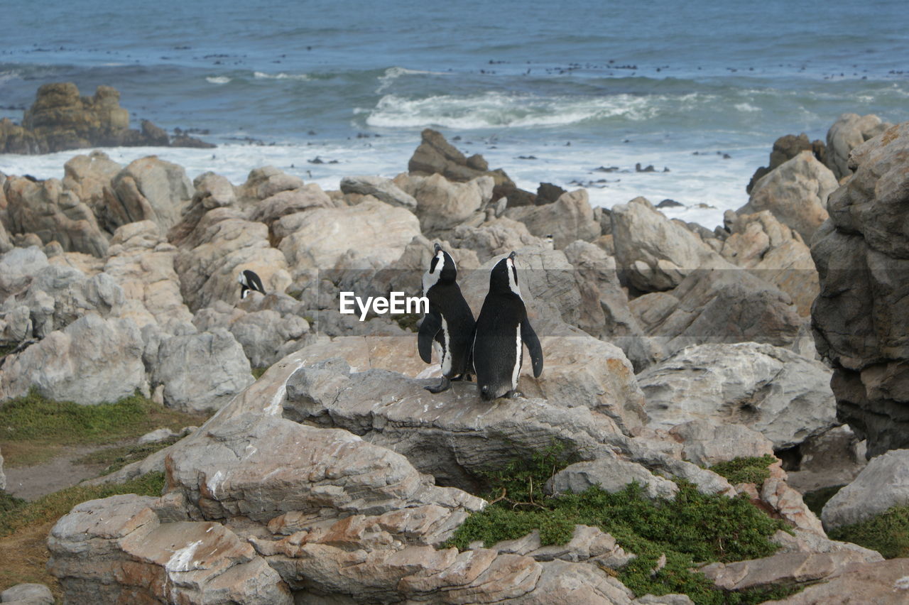 Penguins on rock by sea