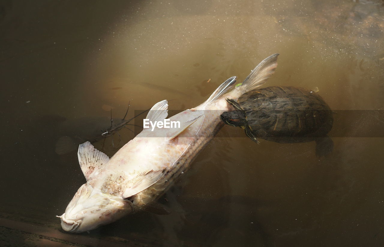 High angle view of dead fish being eaten by a turtle.