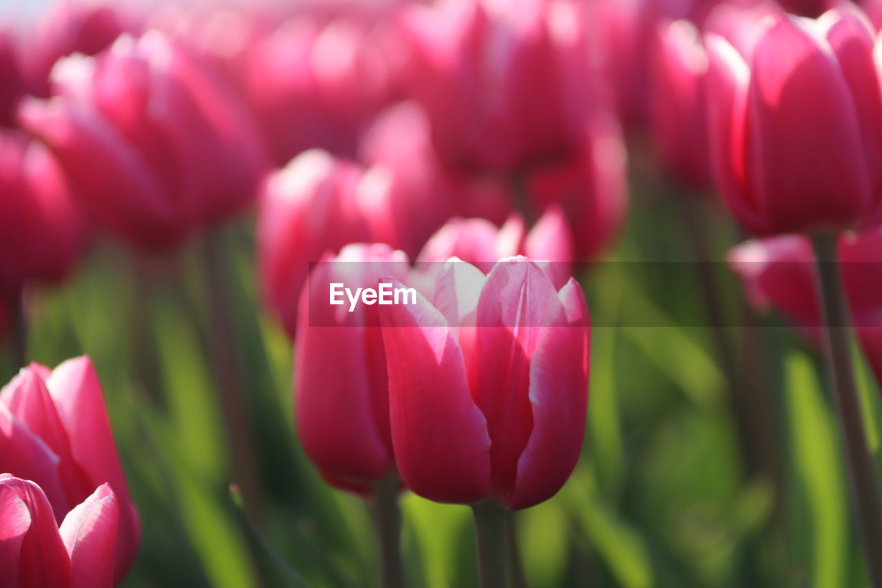 flower, plant, flowering plant, beauty in nature, freshness, tulip, pink, petal, close-up, nature, flower head, inflorescence, fragility, growth, springtime, red, plant stem, no people, vibrant color, blossom, flowerbed, focus on foreground, outdoors, green, leaf, plant part, magenta, macro photography, sunlight, selective focus, multi colored, summer, day, purple, botany, garden