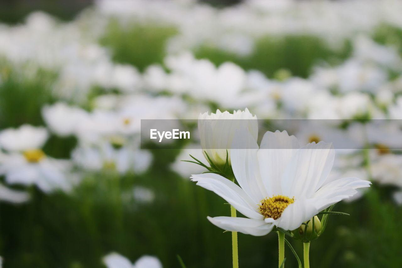 CLOSE-UP OF WHITE FLOWERING PLANT