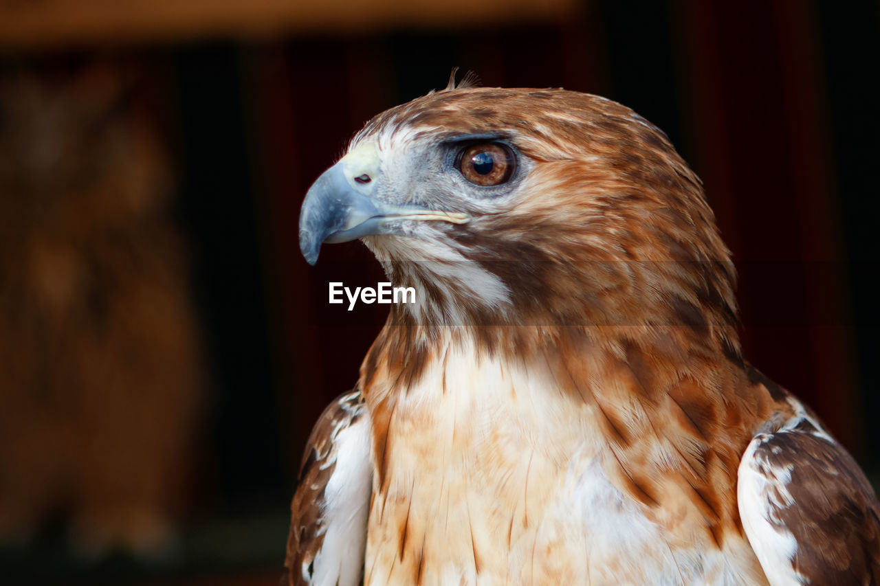 CLOSE-UP OF A EAGLE