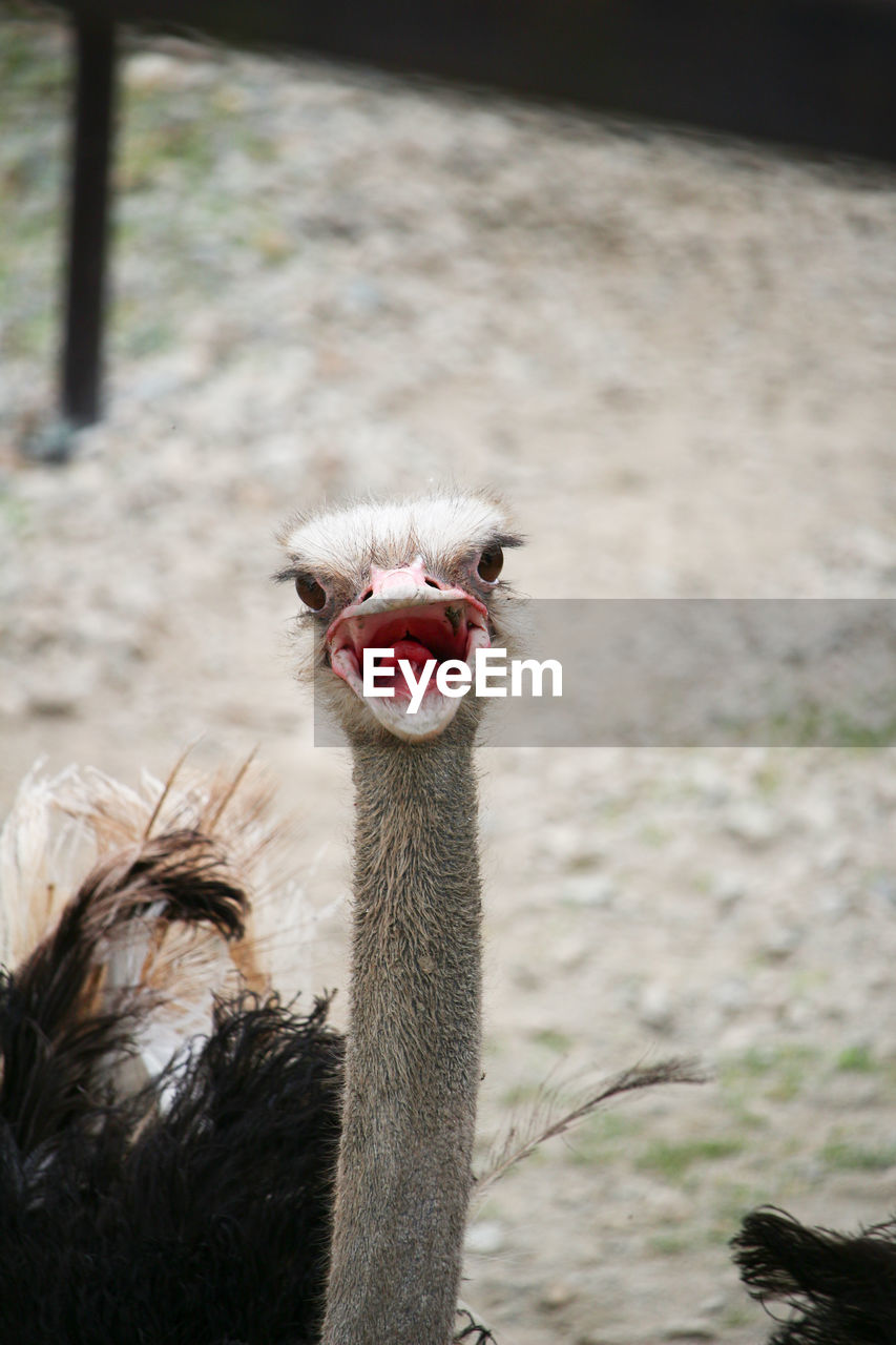 CLOSE-UP OF OSTRICH