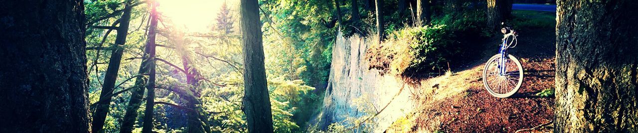 VIEW OF TREES BY RIVER