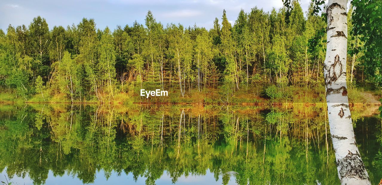 Scenic view of lake by trees in forest against sky