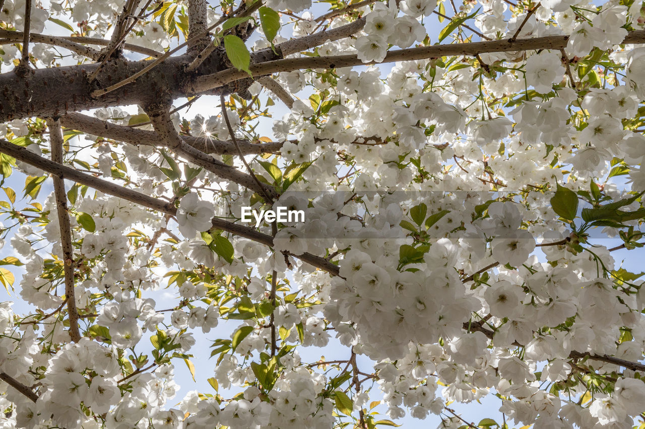 LOW ANGLE VIEW OF WHITE FLOWERING TREE IN SPRING