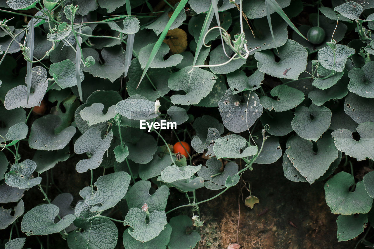 View of plants outdoors