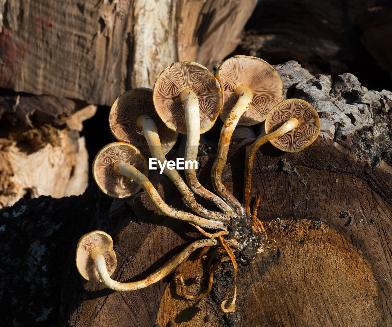 HIGH ANGLE VIEW OF MUSHROOMS ON TREE