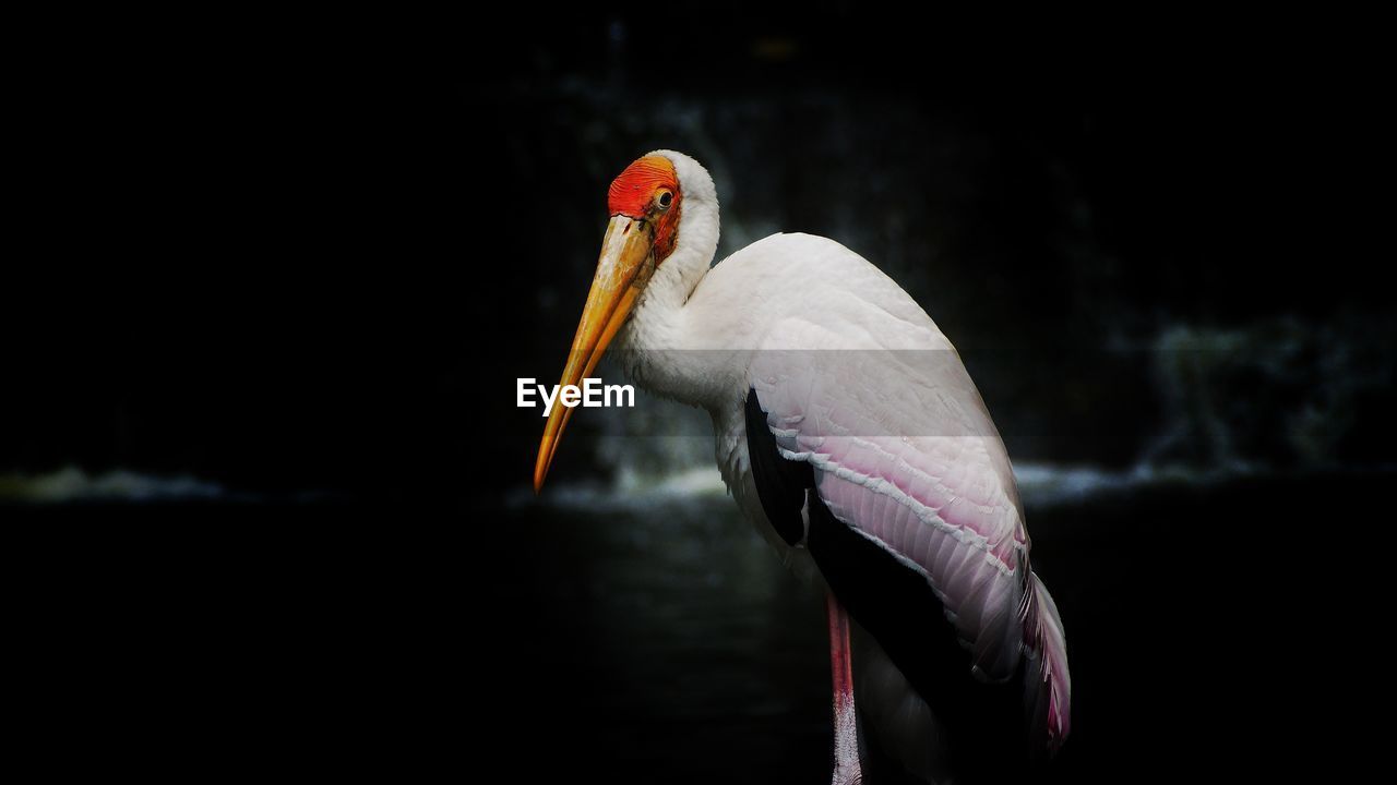 CLOSE-UP OF A BIRD IN A LAKE