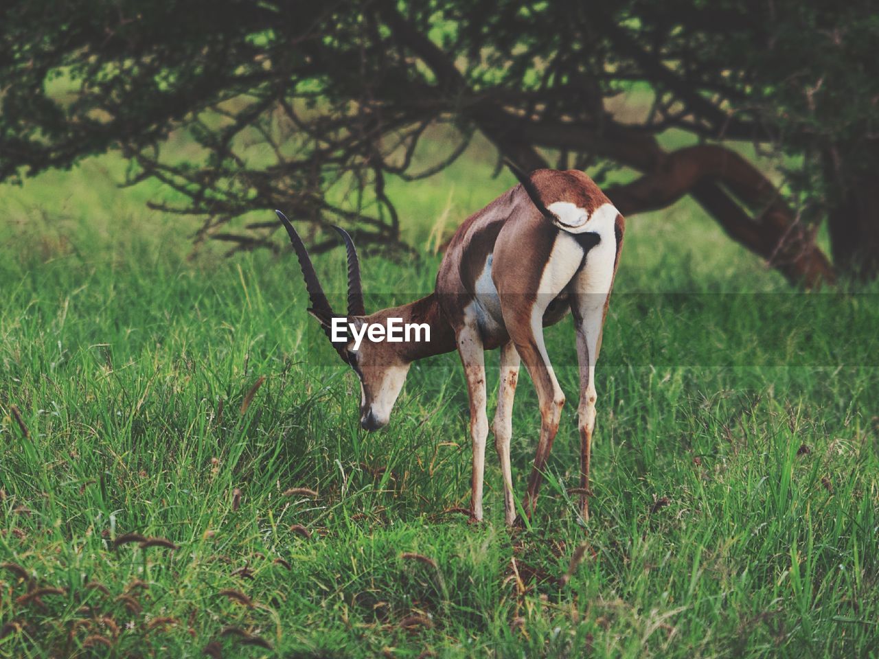 A lone antelope grazing at taita hills wildlife sanctuary, voi, kenya