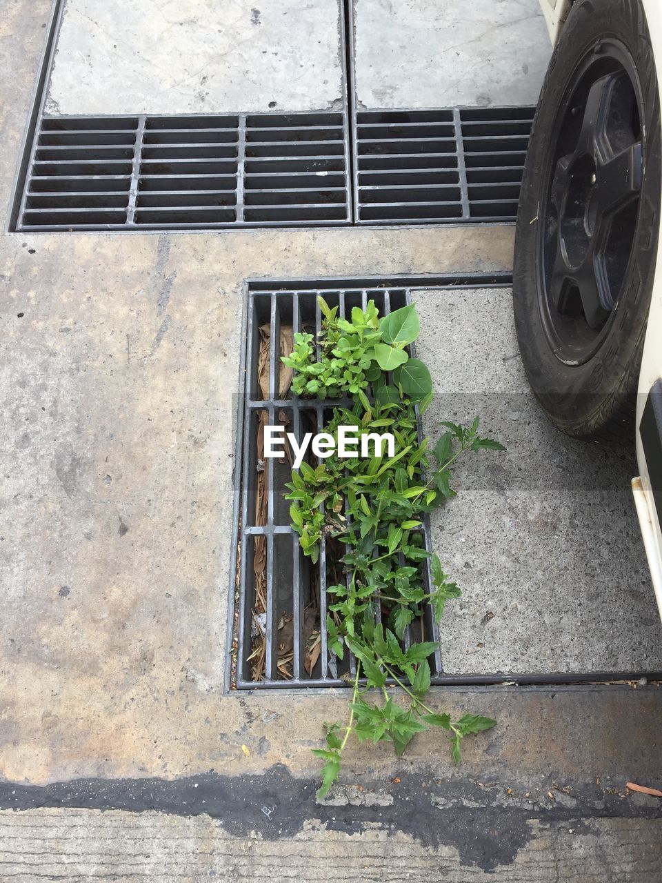 HIGH ANGLE VIEW OF POTTED PLANTS ON WINDOW OF CAR