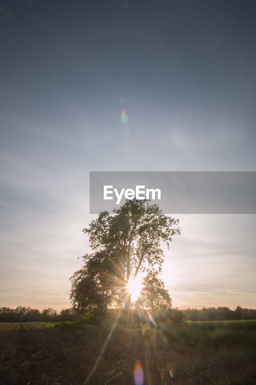 Trees growing on field against sky at morning