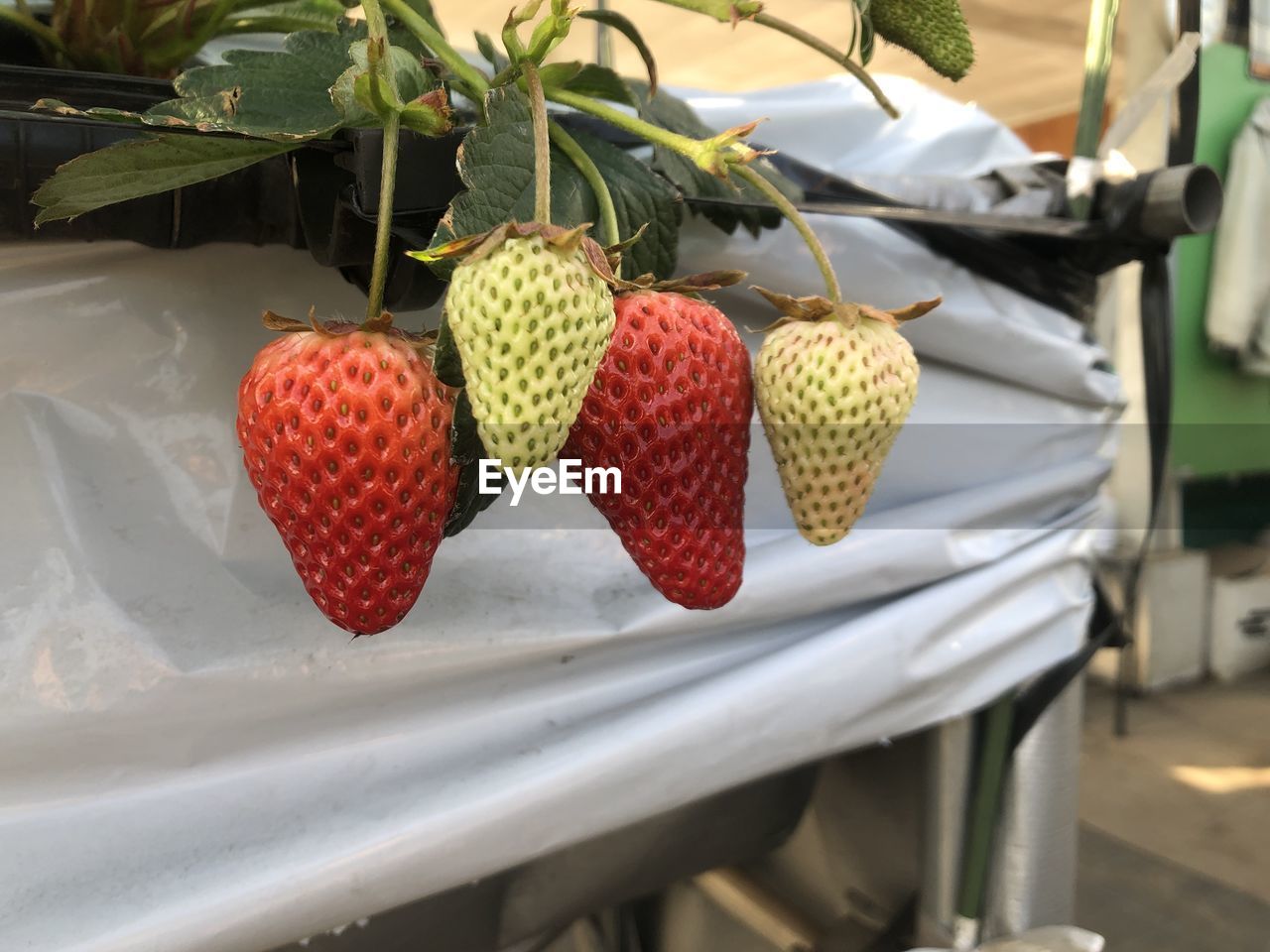 food, healthy eating, fruit, food and drink, freshness, plant, wellbeing, strawberry, strawberry tree, produce, berry, no people, nature, flower, day, red, ripe, tropical fruit, outdoors, close-up, hanging, agriculture