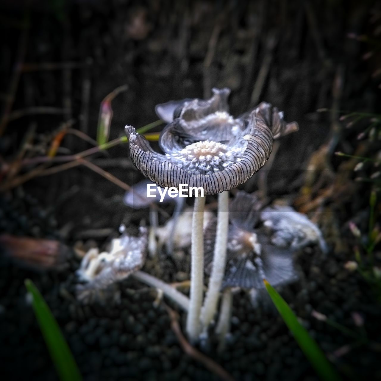 CLOSE-UP OF MUSHROOM GROWING ON PLANT