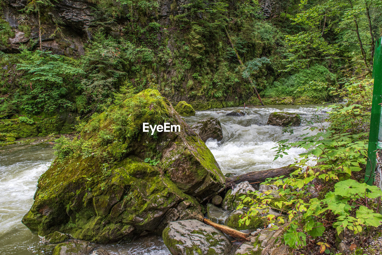 Scenic view of river in forest