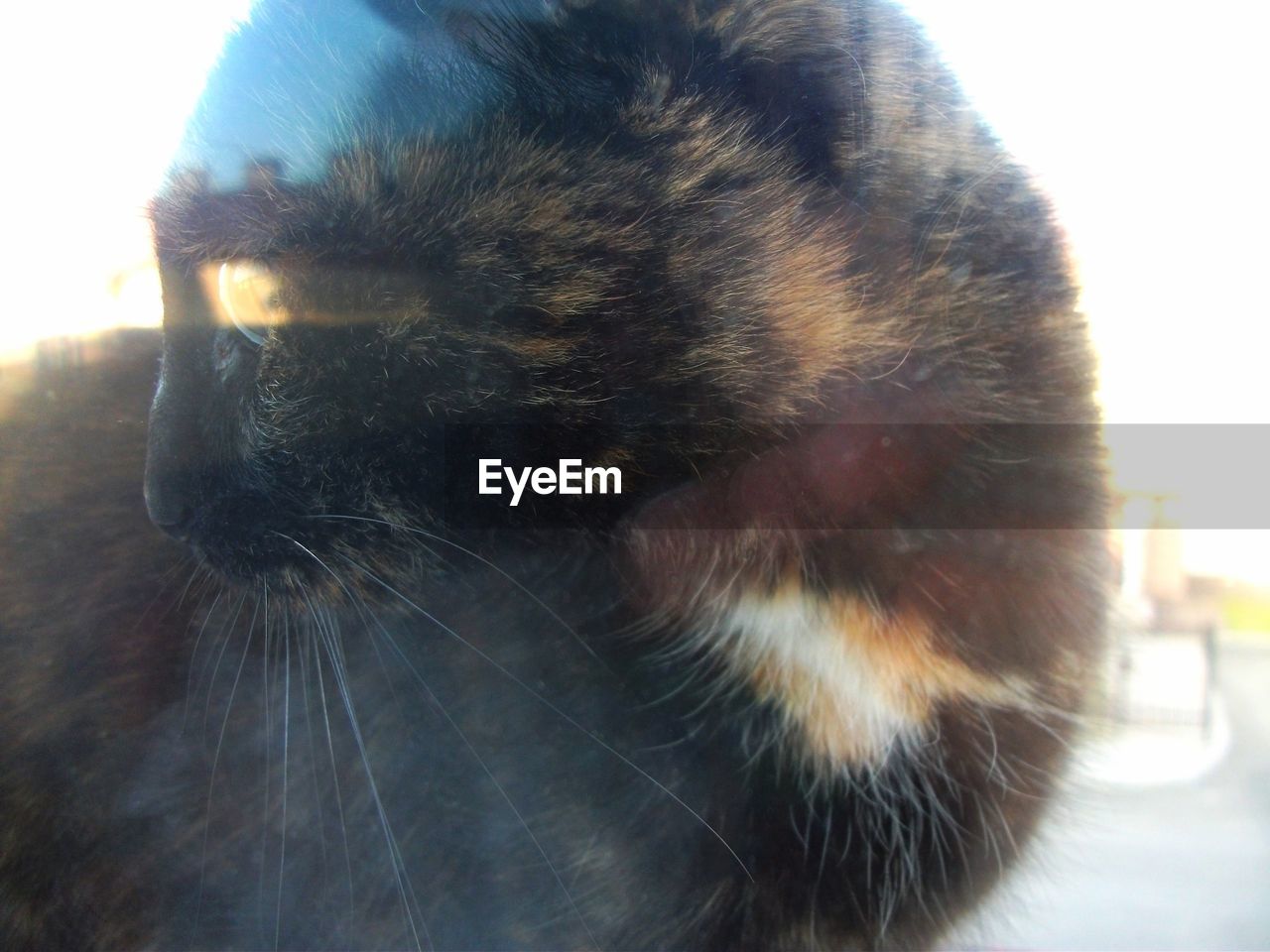 CLOSE-UP OF CAT WITH EYES