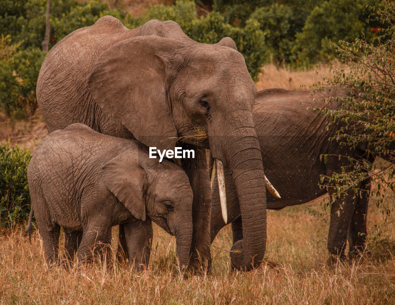 VIEW OF ELEPHANT IN ANIMAL