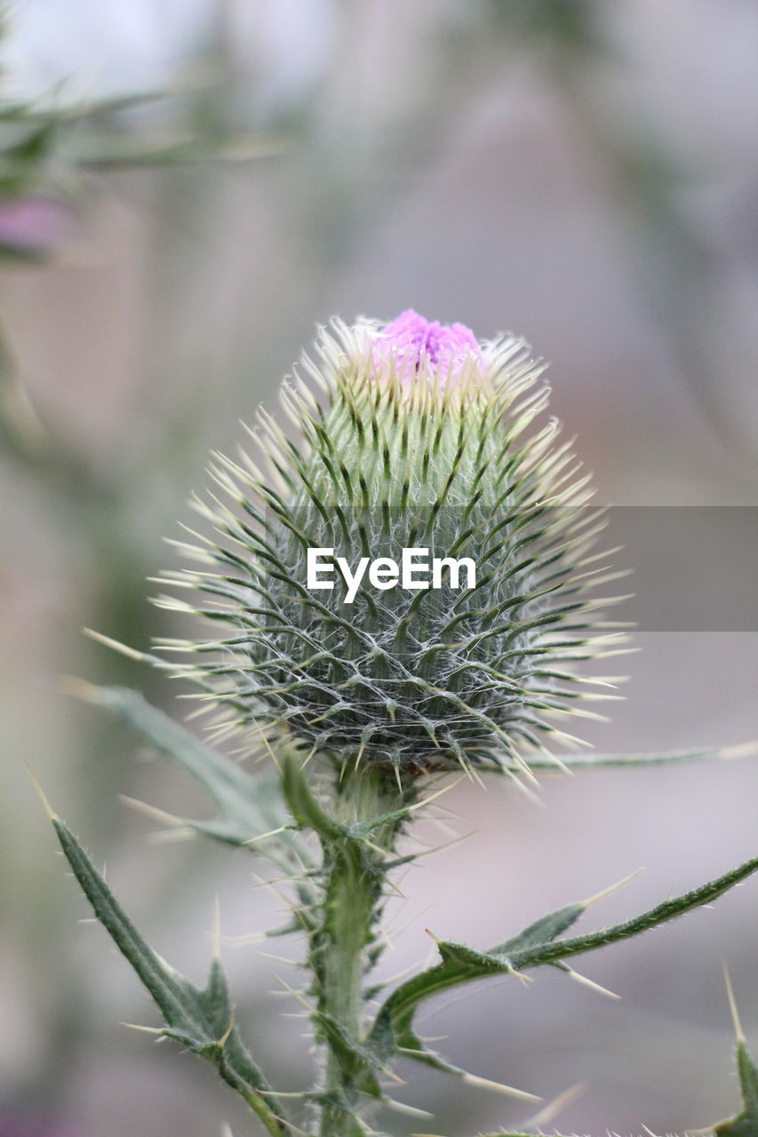 Close-up of thistle flower