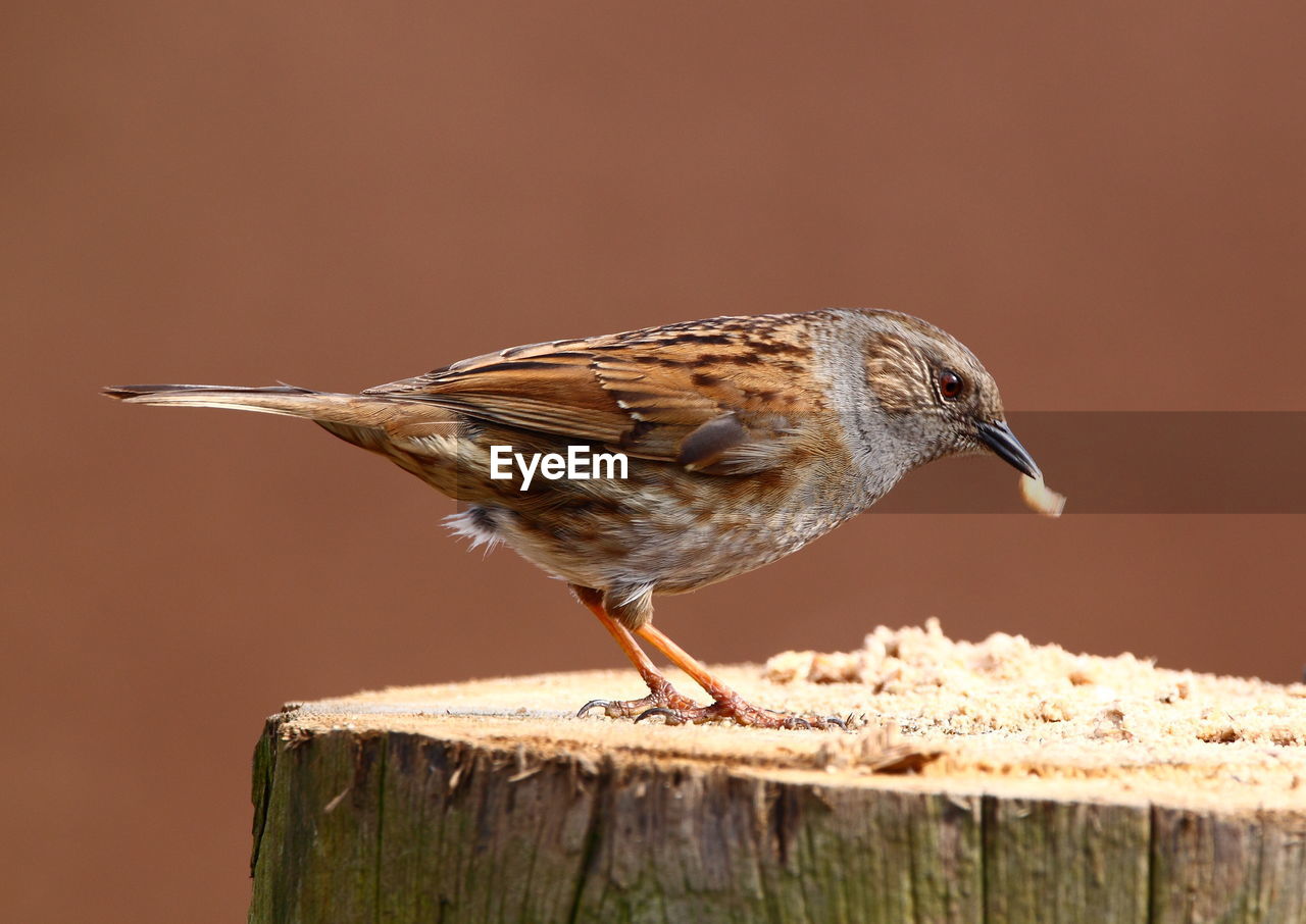 CLOSE-UP OF BIRD ON WOOD