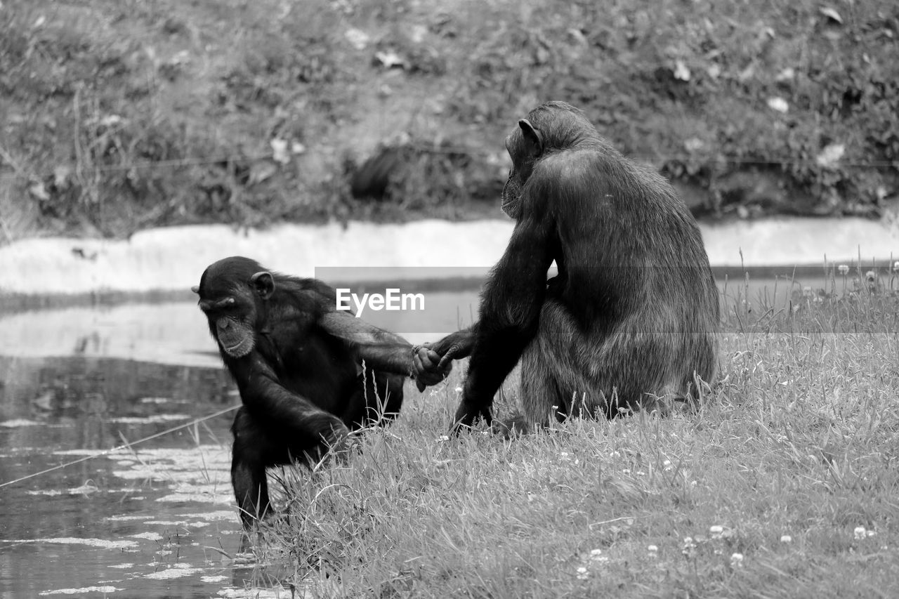 Chimpanzees at lakeshore in zoo
