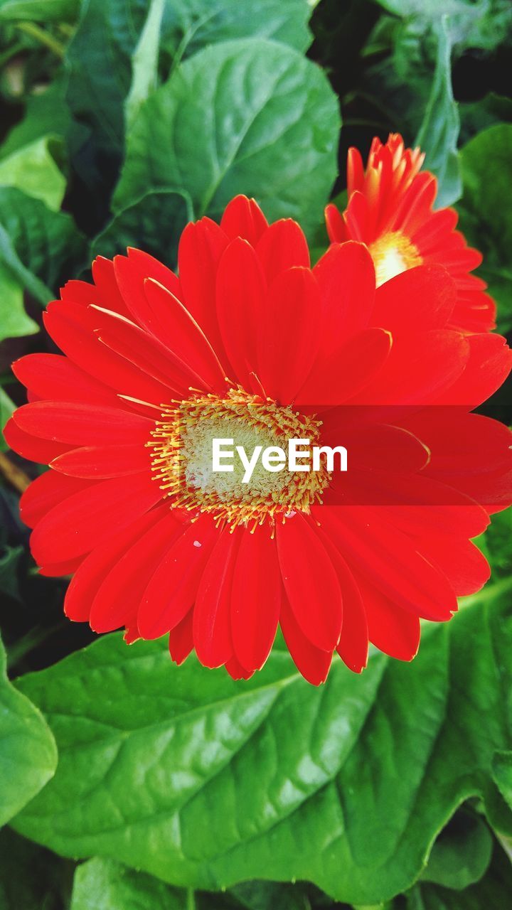 CLOSE-UP OF RED FLOWER