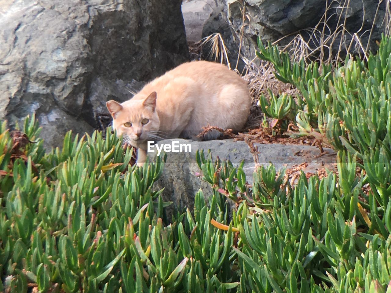 Portrait of cat sitting on field