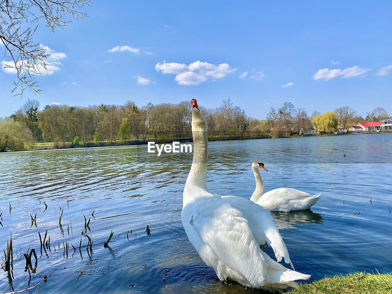 animal wildlife, animal themes, wildlife, bird, animal, water, swan, lake, nature, ducks, geese and swans, group of animals, reflection, sky, water bird, goose, swimming, day, beauty in nature, no people, white, tree, plant, outdoors, blue