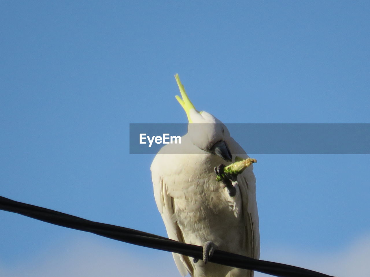 LOW ANGLE VIEW OF BIRD PERCHING ON A TREE AGAINST SKY