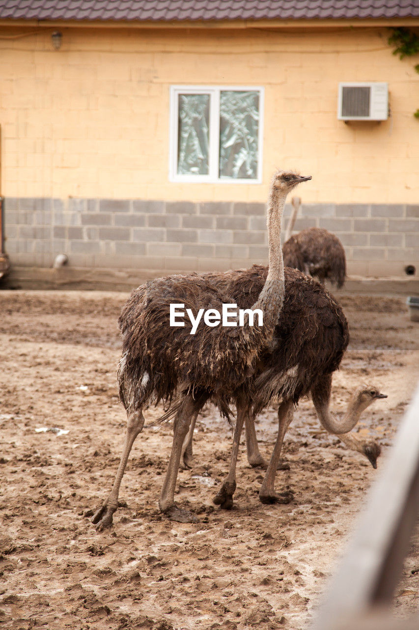 animal themes, animal, ostrich, bird, architecture, ratite, built structure, building exterior, one animal, animal wildlife, domestic animals, mammal, emu, livestock, nature, building, wildlife, no people, day, outdoors, zoo, house, agriculture, pet, standing, residential district